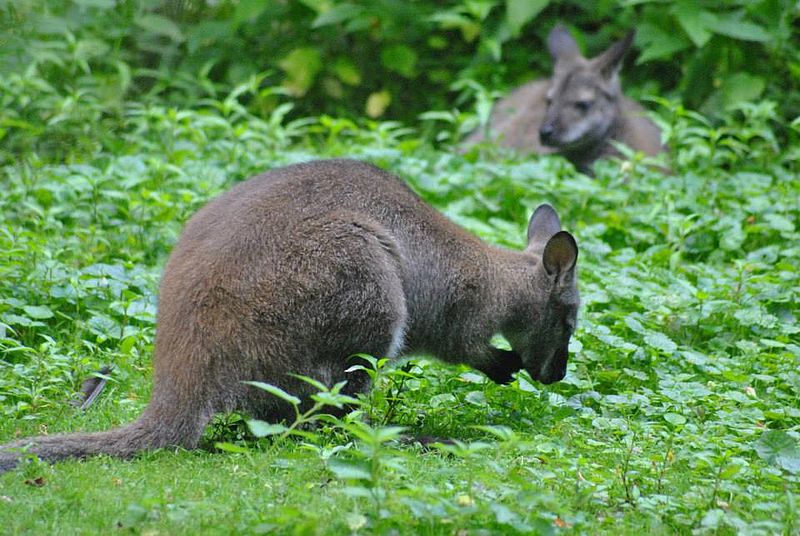 Tierpark Zittau