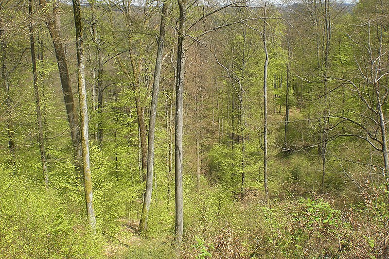 Forêt palatine