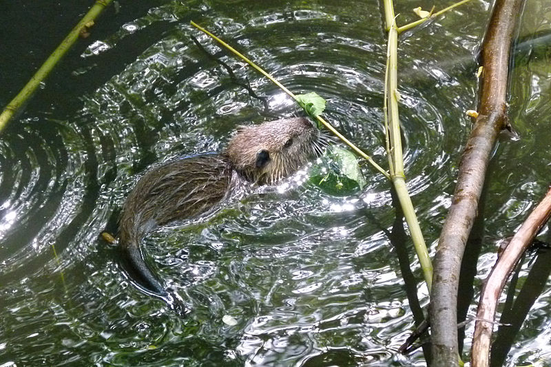 Fasanerie Groß-Gerau