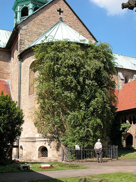 Rosier millénaire de Hildesheim