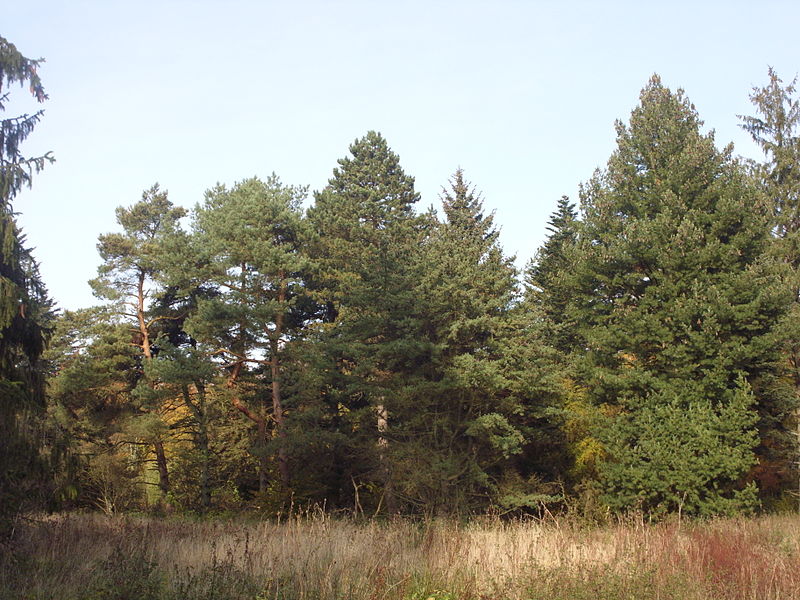 Arboretum Lehmkuhlen