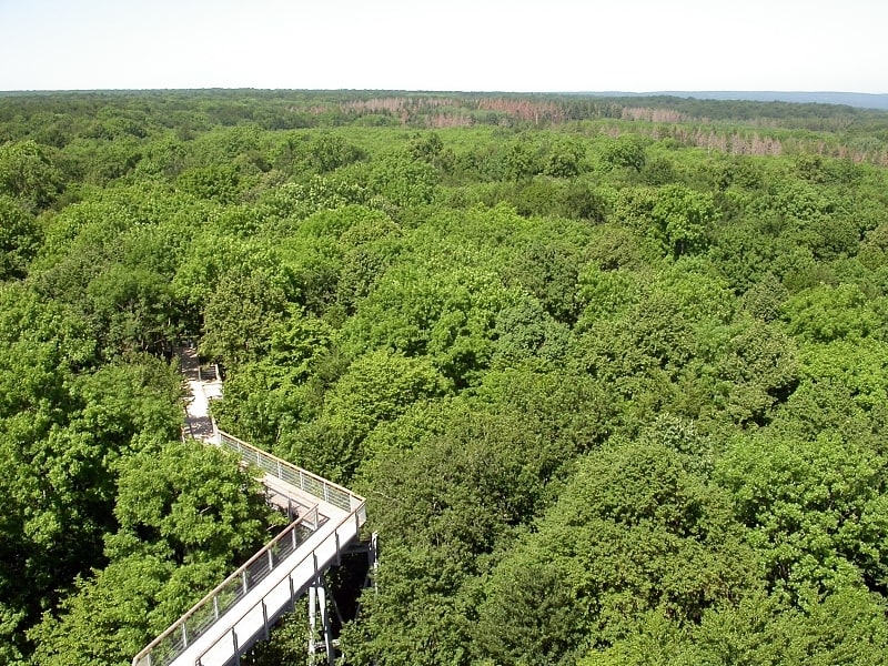 Parc national de Hainich, Allemagne