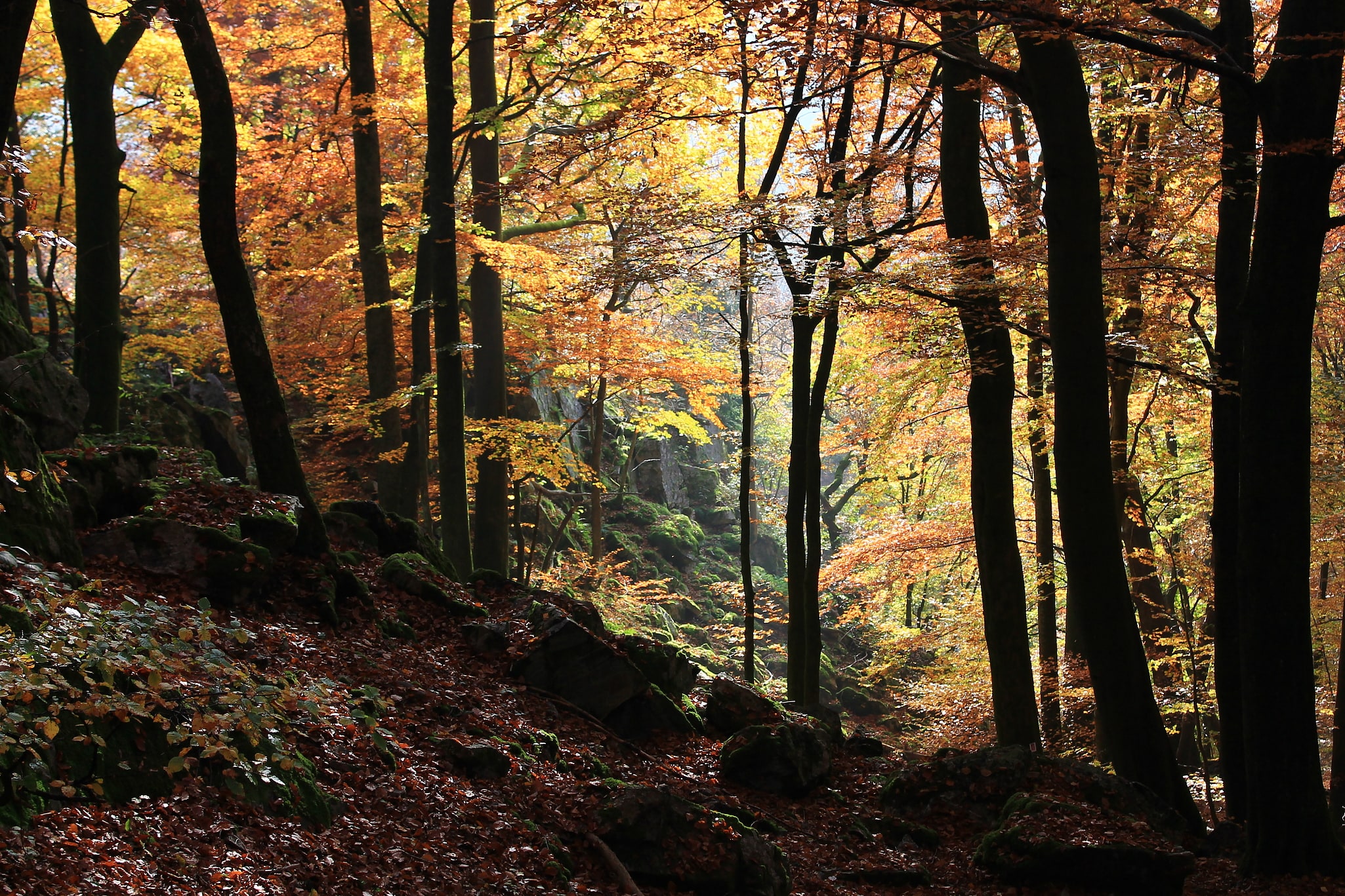 Hunsrück-Hochwald National Park, Germany