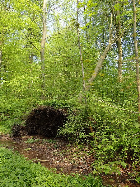 Marselisborg Forests