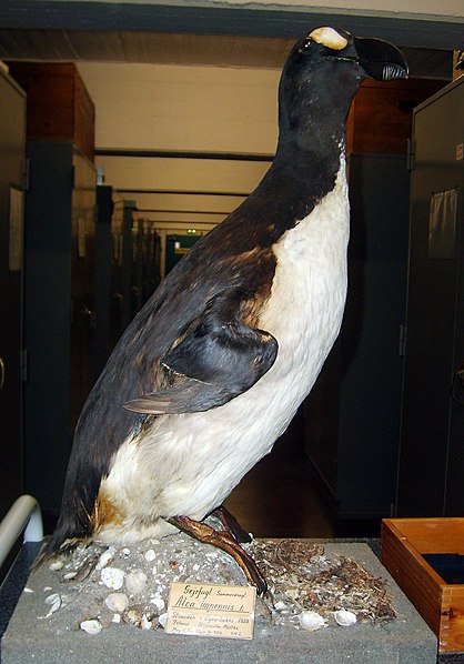 Zoologisk Museum
