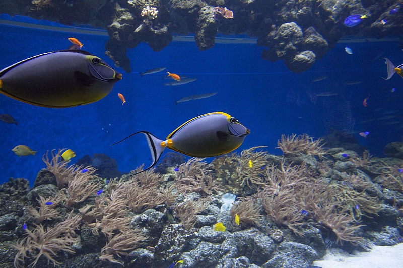 Aquarium national du Danemark