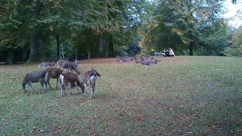 Marselisborg Deer Park