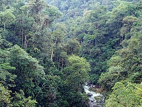 Parque nacional Podocarpus