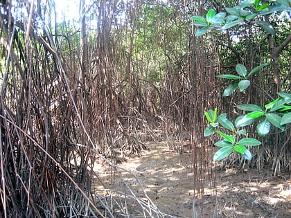 gulf of guayaquil tumbes mangroves