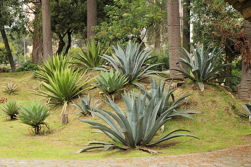 Jardín botánico de Quito