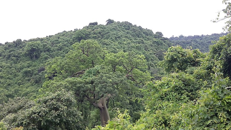 Cerro Blanco Forest