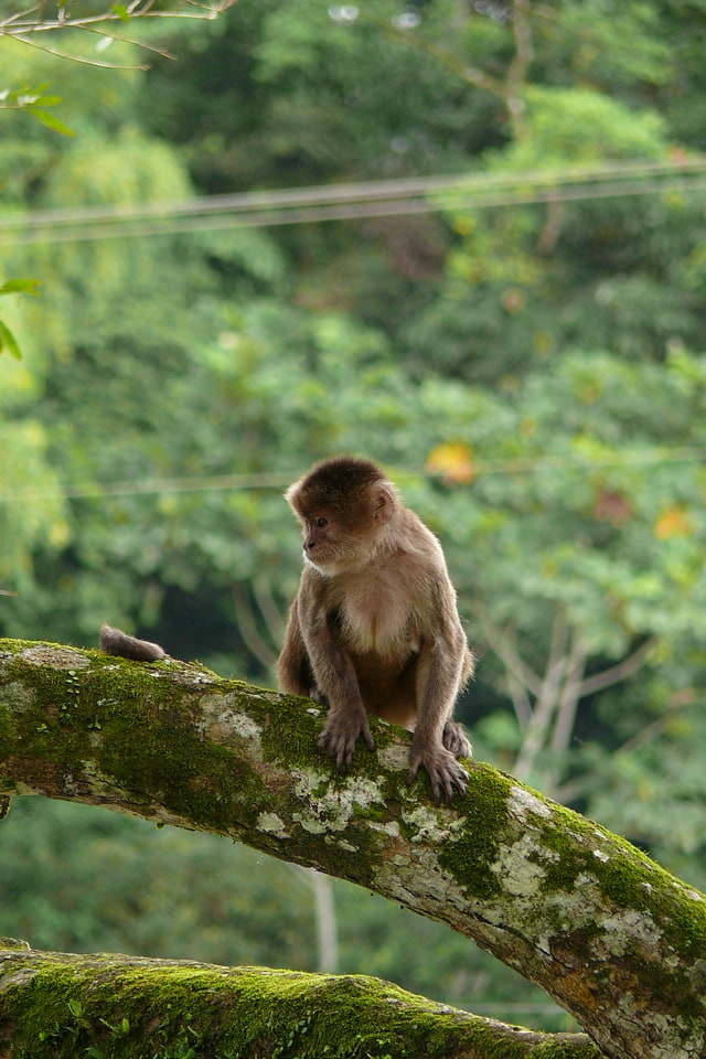 Mache-Chindul Ecological Reserve, Équateur