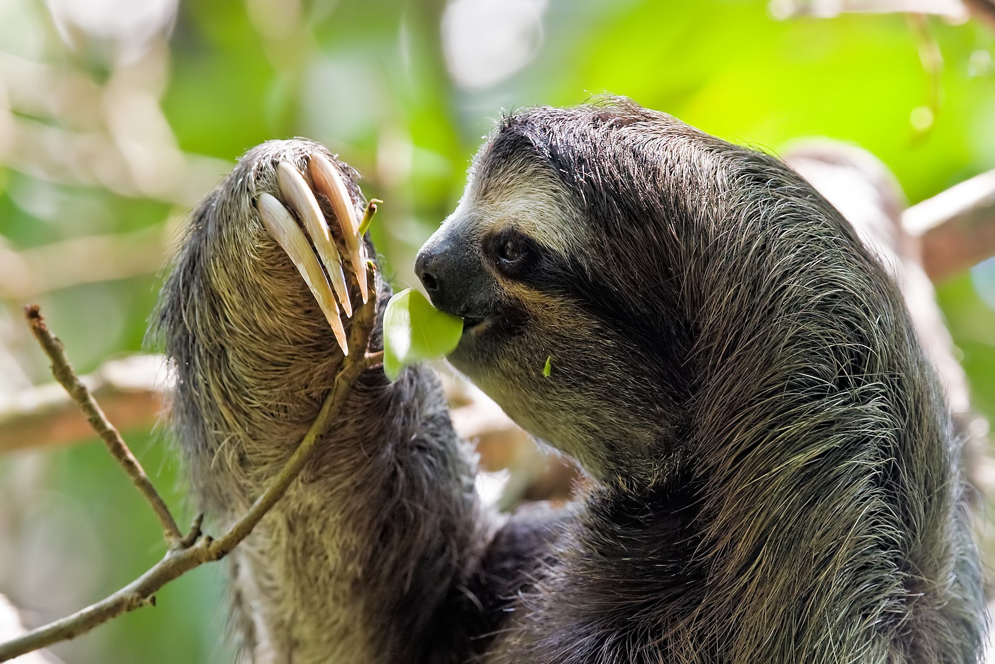 Parque nacional Sumaco Napo-Galeras, Ecuador