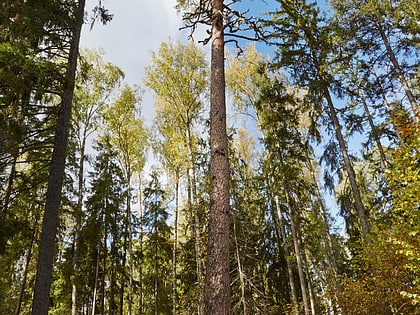 rezerwat przyrody jarvselja