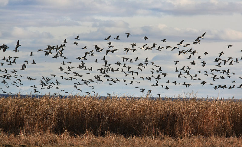 Matsalu National Park