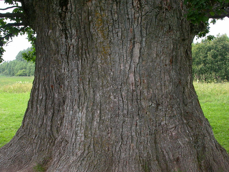 Tamme-Lauri oak