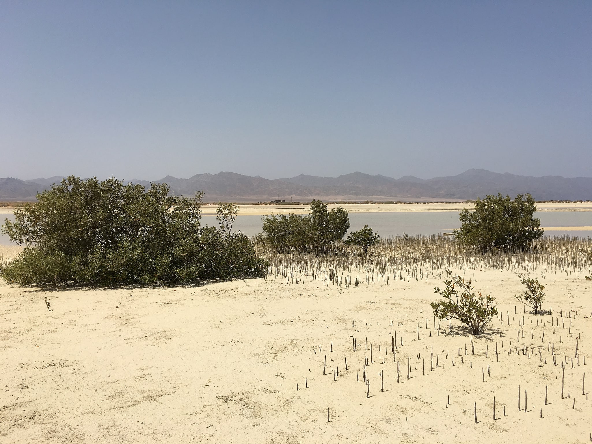 Nabq Protected Area, Egypt