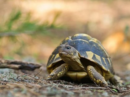 centre de reproduccio de tortugues de lalbera garriguella