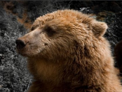 casa del oso park narodowy picos de europa