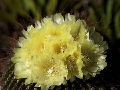 palmex cactus el paso
