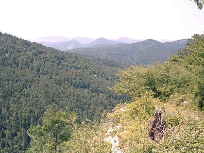 Irati-Wald