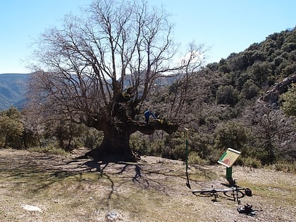 Monumento Natural Quejigo del Amo o del Carbón