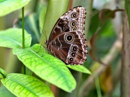 Mariposario de Benalmádena-Butterfly Park