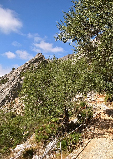 Grotte de La Pileta