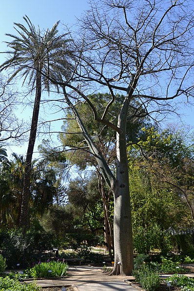 Botanical Garden of Valencia