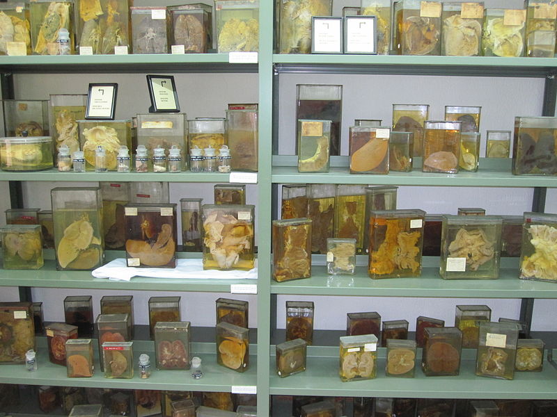 Museo Vasco de Historia de la Medicina y de las Ciencias