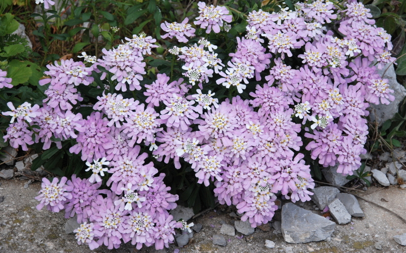 Réserve naturelle de Gibraltar