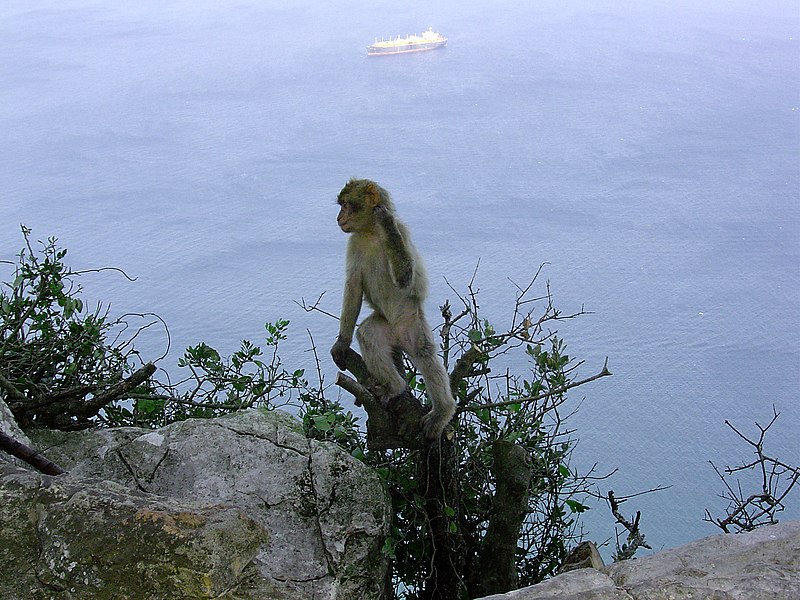 Réserve naturelle de Gibraltar