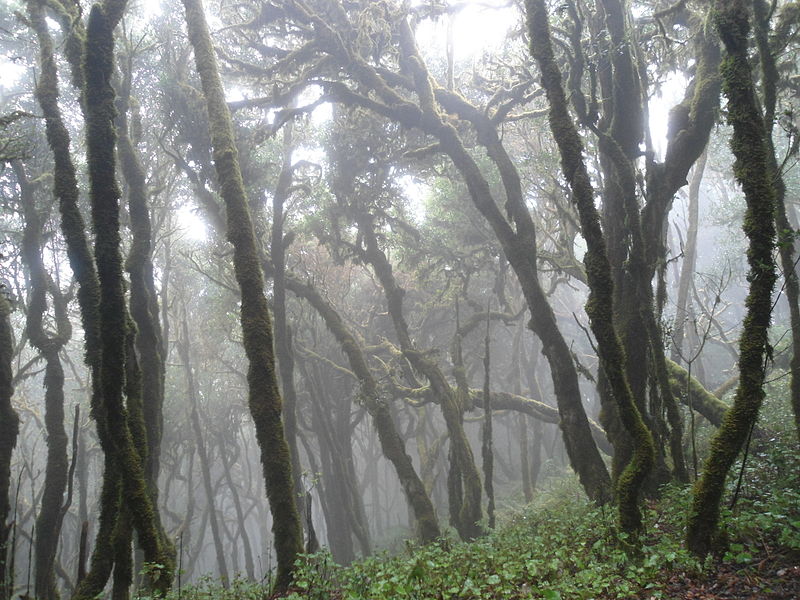 La Garajonay National Park