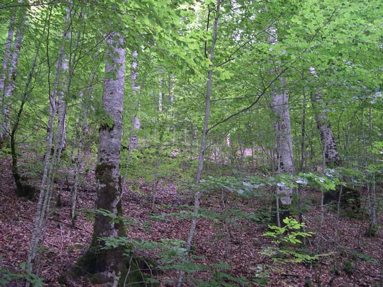 Irati Forest