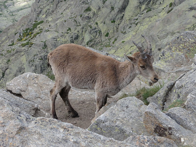 Sierra de Gredos