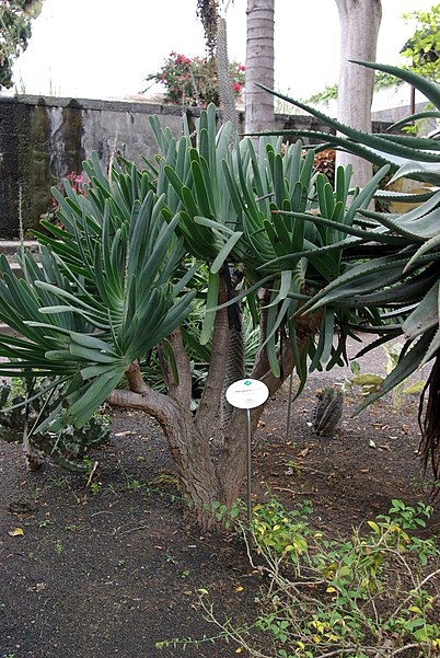 Jardín de Aclimatación de La Orotava