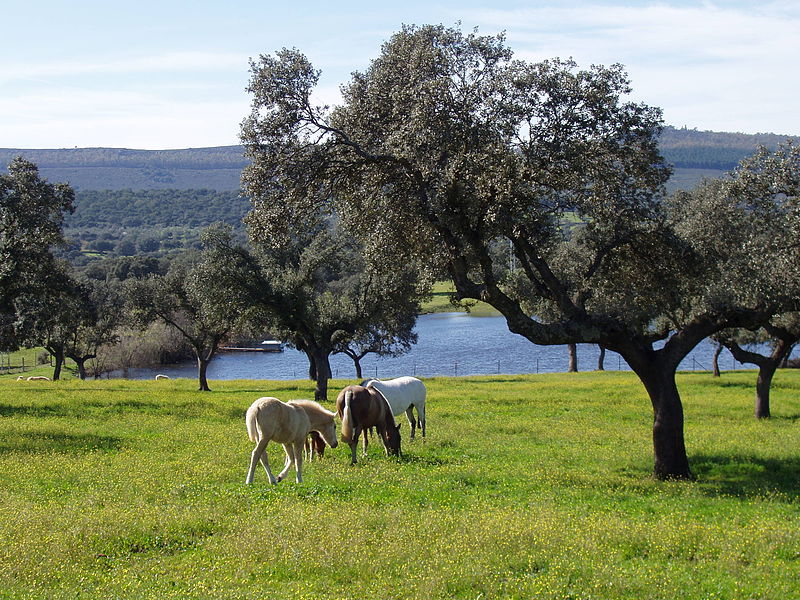 Arrocampo Reservoir