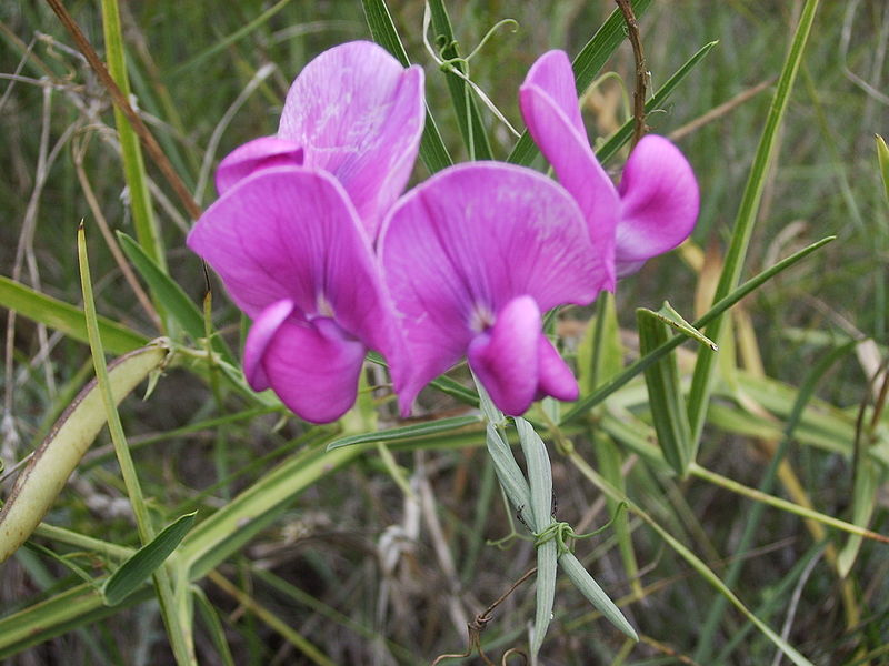 Sierra de Castelltallat