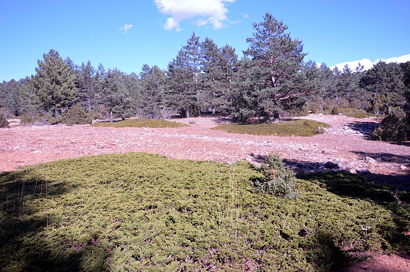 Alto de las Barracas o Cerro Calderón