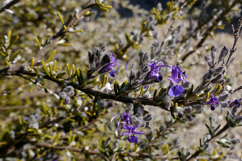 Jardín Botánico del Albardinal