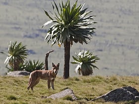 bale mountains national park