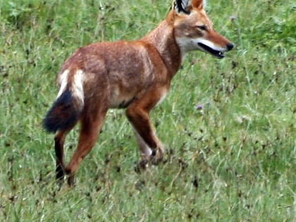 Mount Guna