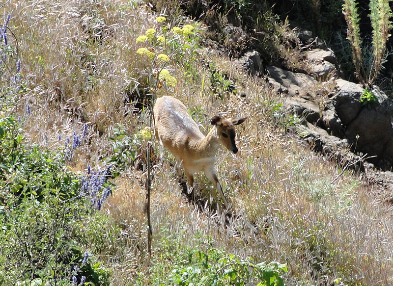 Simien National Park