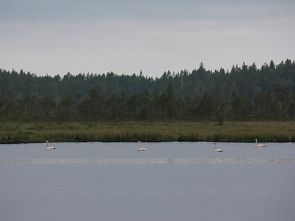 Ścisły Rezerwat Przyrody Vaskijärvi