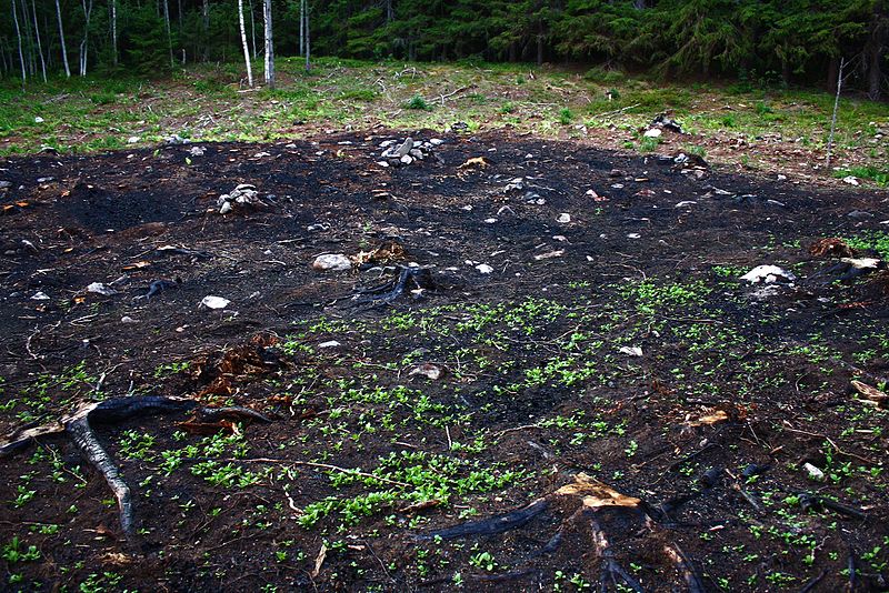 Rezerwat Przyrody Telkkämäki