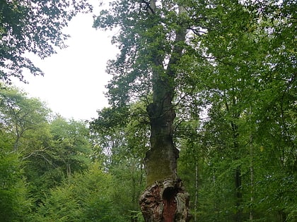 le chene de saint jean saint jean aux bois