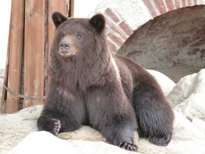 Maison de l'Ours