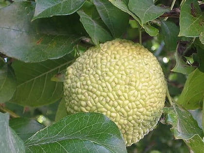 jardin de aclimatacion de le mourillon tolon