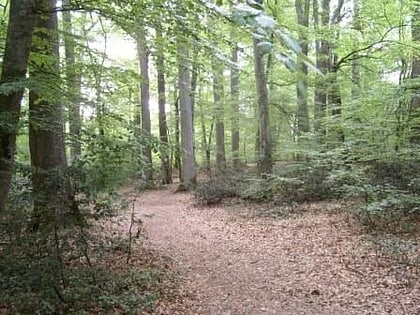 forest of troncais