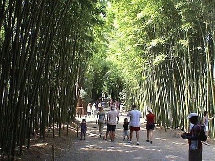 Bambouseraie en Cévennes